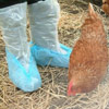 Poultry Boot Swabs